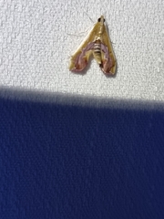 Agathodes ostentalis