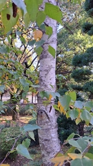 Betula platyphylla