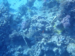 Amblyglyphidodon indicus