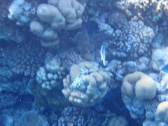 Amblyglyphidodon indicus