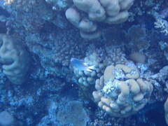 Amblyglyphidodon indicus