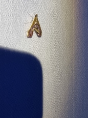 Agathodes ostentalis