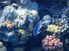 Amblyglyphidodon indicus