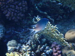 Amblyglyphidodon indicus