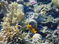 Pomacentrus sulfureus