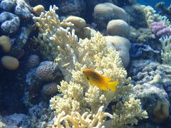 Pomacentrus sulfureus