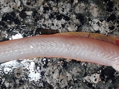 Cepola macrophthalma