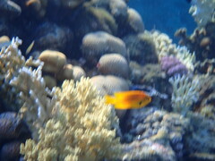 Pomacentrus sulfureus