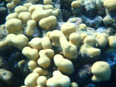 Goniastrea stelligera