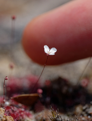 Drosera pygmaea