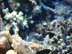 Pycnochromis dimidiatus