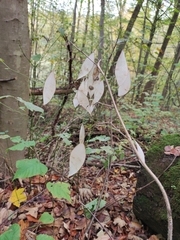 Lunaria rediviva