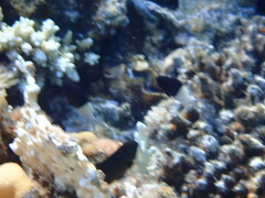 Pycnochromis dimidiatus