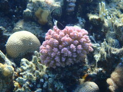 Pycnochromis dimidiatus