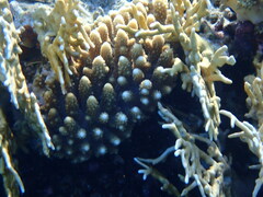 Acropora gemmifera