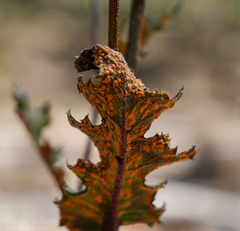 Coleosporium