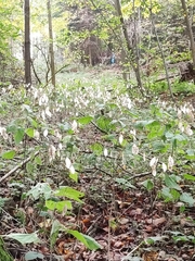Lunaria rediviva