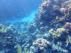 Amblyglyphidodon indicus