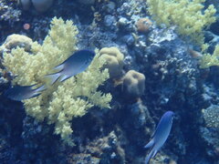 Amblyglyphidodon indicus