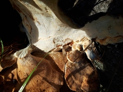 Ischnoderma benzoinum