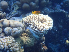 Pomacentrus sulfureus