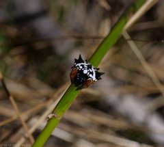 Austracantha minax