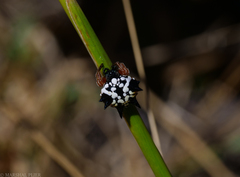 Austracantha minax