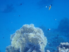 Pycnochromis dimidiatus