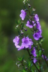 Prostanthera scutellarioides