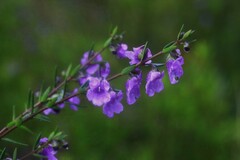 Prostanthera scutellarioides