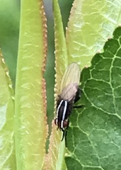 Poecilohetaerus aquilus