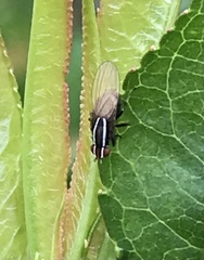 Poecilohetaerus aquilus
