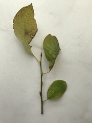 Salix caprea