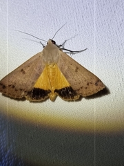 Ophiusa disjungens