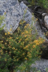 Pultenaea tarik
