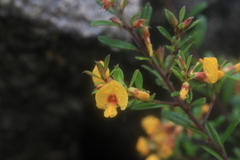 Pultenaea tarik