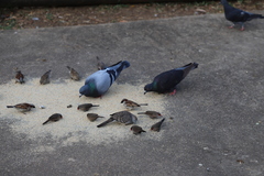 Columba livia domestica