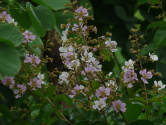 Lagerstroemia duperreana