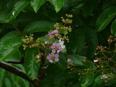 Lagerstroemia duperreana