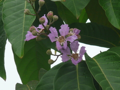 Lagerstroemia duperreana