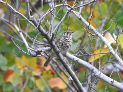 Turdus mupinensis