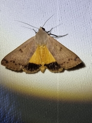 Ophiusa disjungens