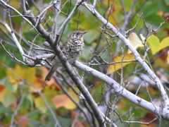 Turdus mupinensis