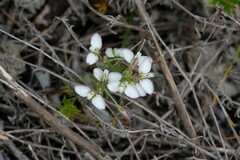 Polygala dasyphylla