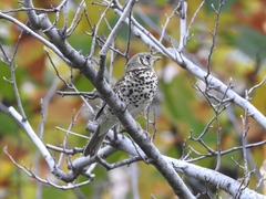 Turdus mupinensis