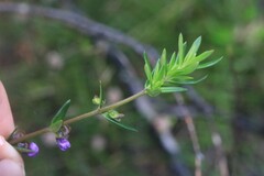 Prostanthera scutellarioides