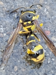 Eumenes mediterraneus