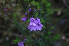Prostanthera scutellarioides