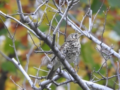 Turdus mupinensis