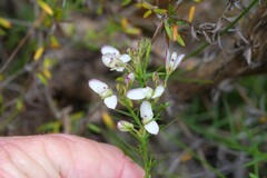 Polygala dasyphylla